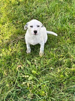 Darujem dve šteniatka - 5