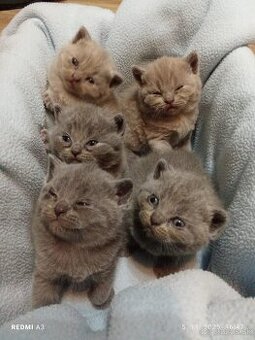 Britske maciatka - 5