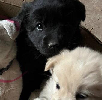 Darujem šteniatko - 5