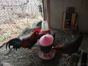 Vlaška jarabičia -leghorn brown - 5