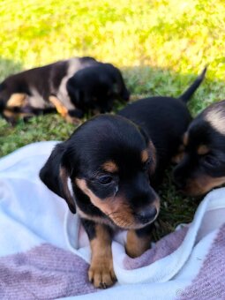 Jazvečík+mini Yorkshire kríženec - 5