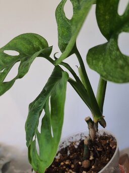 Monstera adansonii mint - 5