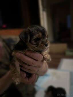 Yorkshire terrier - 5