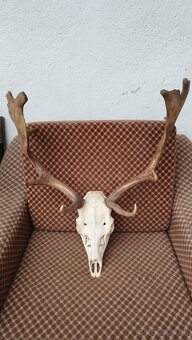 Predám trofej Daniela parožie zhody trofeje. - 5