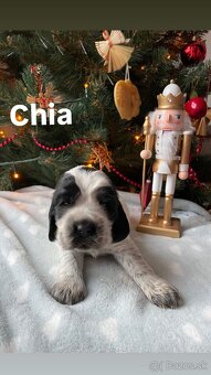 Anglický kokeršpaniel – šteniatka s PP - 5