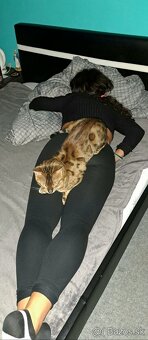 Bengalsky kocurik na krytie - 5