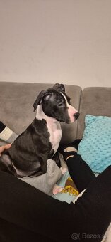 Americký Staford - 5