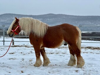 Švédsky Ardén - plemenný žrebec - 5