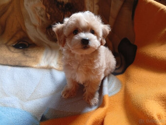 Maltipoo - inzerát platný do zmazania - 5