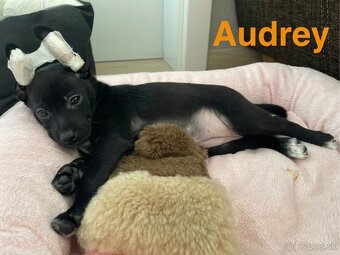 Peruánsky naháč malý - 5