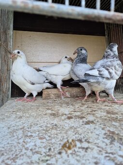 Predám mlade staropolske holuby 8€ ks 0904 164 456 - 5