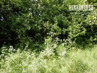 Vinica na predaj, 2500 m2, Farná, okr. Levice - 5