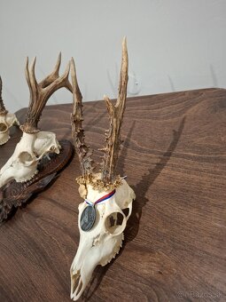Srnec, parožie, trofeje - 5