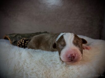 Austrálsky ovčiak s PP - 5