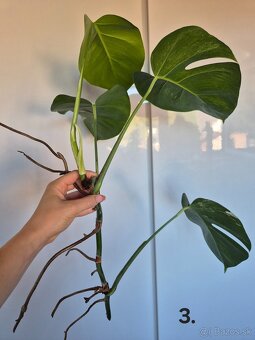 Monstera Albo Variegata 🪴 - 5