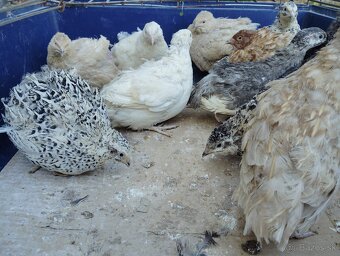 Predám japonské prepelice - 5