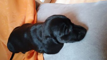 Šteniatka -jazvečik trpasličí - 5