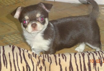 čivava krátkosrstá - 5