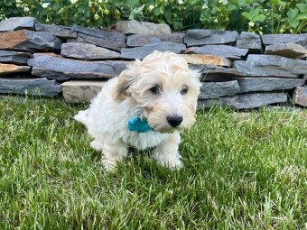 Maltipoo - šteniatko (chlapec) - 5