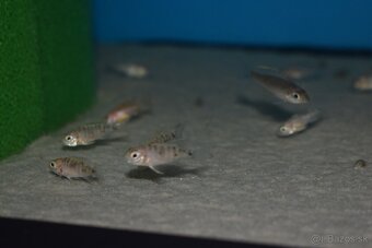 Sciaenochromis Ahli Gold - 5