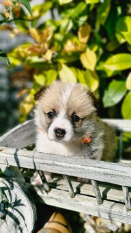 Welsh Corgi Pembroke s rodokmeňom pôvodu - 5