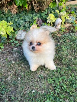 Špic - pomeranian - 5
