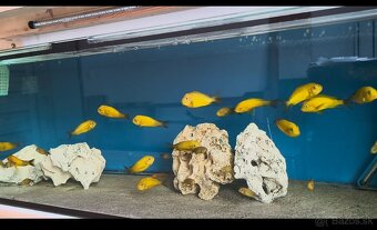 Tropheus Kiriza Gold - 5