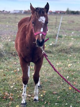 APH,Paint horse - kobyla - 5