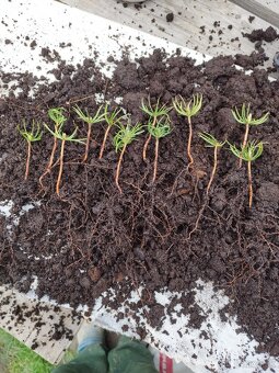 Vianočný stromček - céder sibírsky - 5