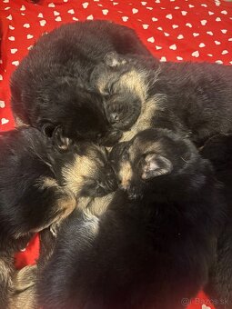 Nemecký ovčiak šteniatka - 5