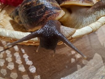 Africký slimák Lissachatina reticulata klasik - 5
