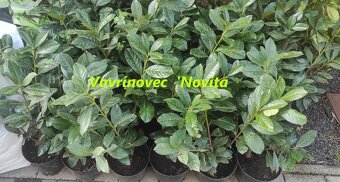 Vavrinovec, TUJA SMARAGD - 5