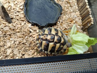 Predám suchozemsku korytnačku Testudo Hermanni - 5