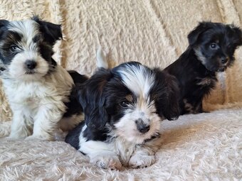 Yorkšhir,york,yorkšhirsky terier ,biewer - 5