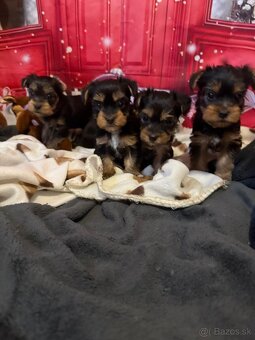 Jorkšírský teriér - Yorkshire teriér -šteniatka - 5