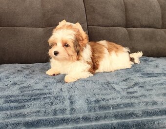 Yorkshire terrier - 5