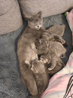 Predám Britské mačiatko - 5