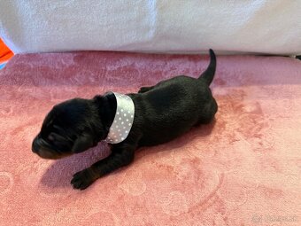 Stenata dobermana - 5