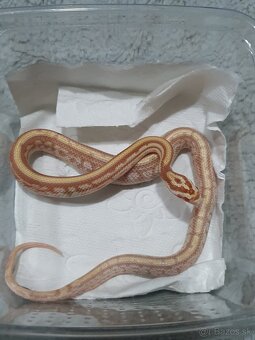 Užovka americká, Pantherophis guttatus, odchov - 5