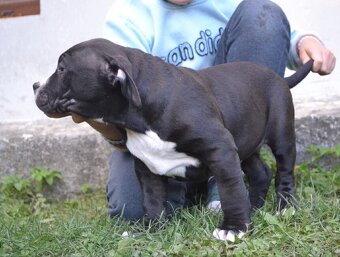 American bully - NIKE - rezervovaný do 11.10. - 5