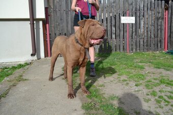 American bully XL / sharpei - 5