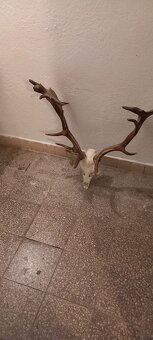 Predám danielie trofej - 5