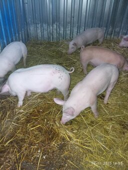 Odstavčata 30-35kg - 5