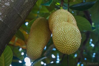 Čampedak-Artocarpus Integer - 5