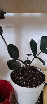 Monstera Thai odrezok - 5