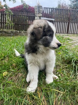 2 šteniatka - kríženec border Kolia(3/4) a husky (1/4) - 5