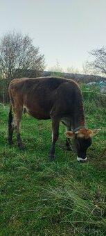 Jalovica Džerzej - 5