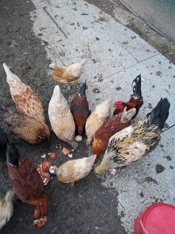 Kohúty liliputky aj milfler - 5