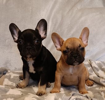 Šteniatka- Francúzsky buldoček oranžový a black & tan - 5