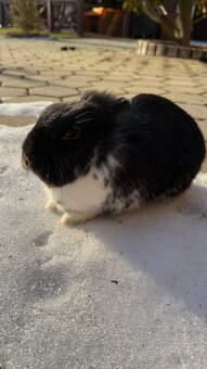 Zákrslý králik❤️ - 5